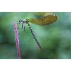 Laowa 90mm f/2.8 2x Ultra Macro APO Lens for Nikon Z