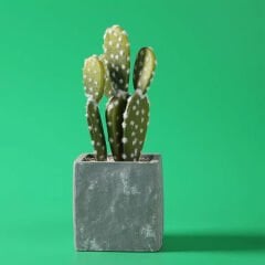 GDX Stüdyo Fon Perde, PVC Arka Plan, Silinebilir, Kırışmaz (Green / Yeşil) 120x200 Cm