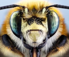 Laowa 100mm f/2.8 2:1 Ultra Macro Pro Sony FE Mount Lens