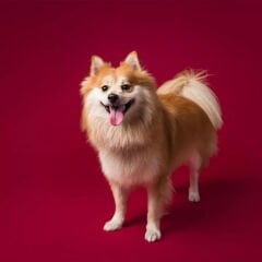 GDX Sabit (Tavan & Duvar) Kağıt Sonsuz Stüdyo Fon Perde (Crimson) 2.70x11 Metre